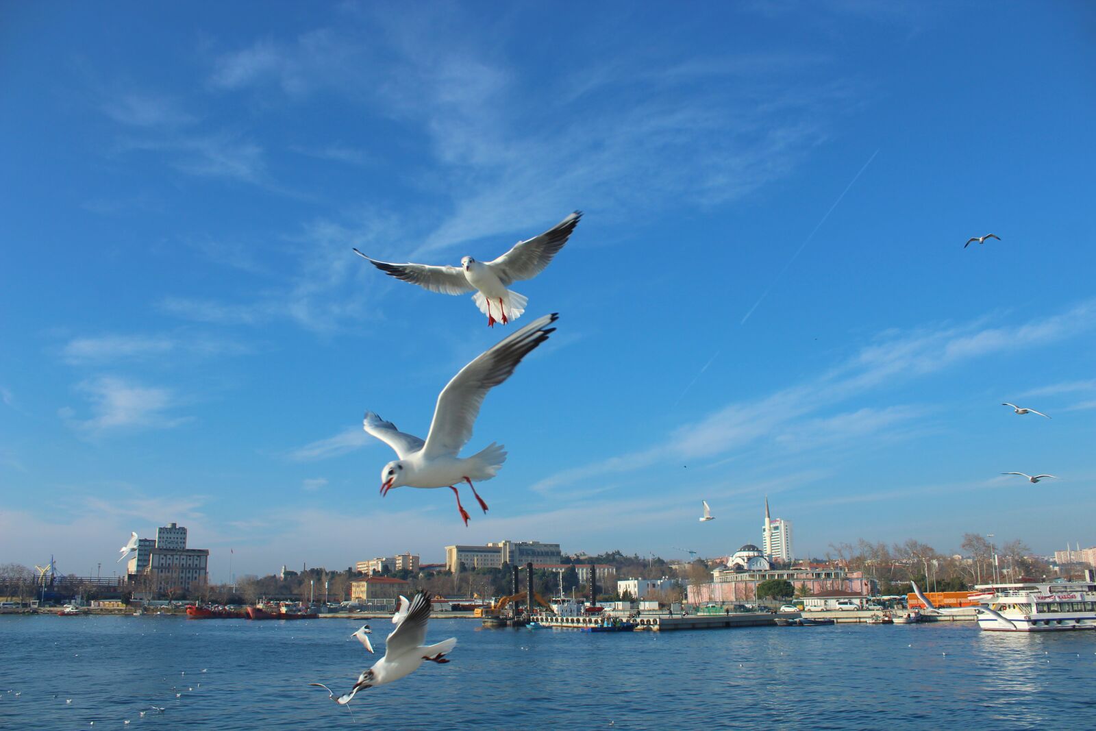 Canon EOS 1300D (EOS Rebel T6 / EOS Kiss X80) sample photo. Seagull, bird, istanbul photography