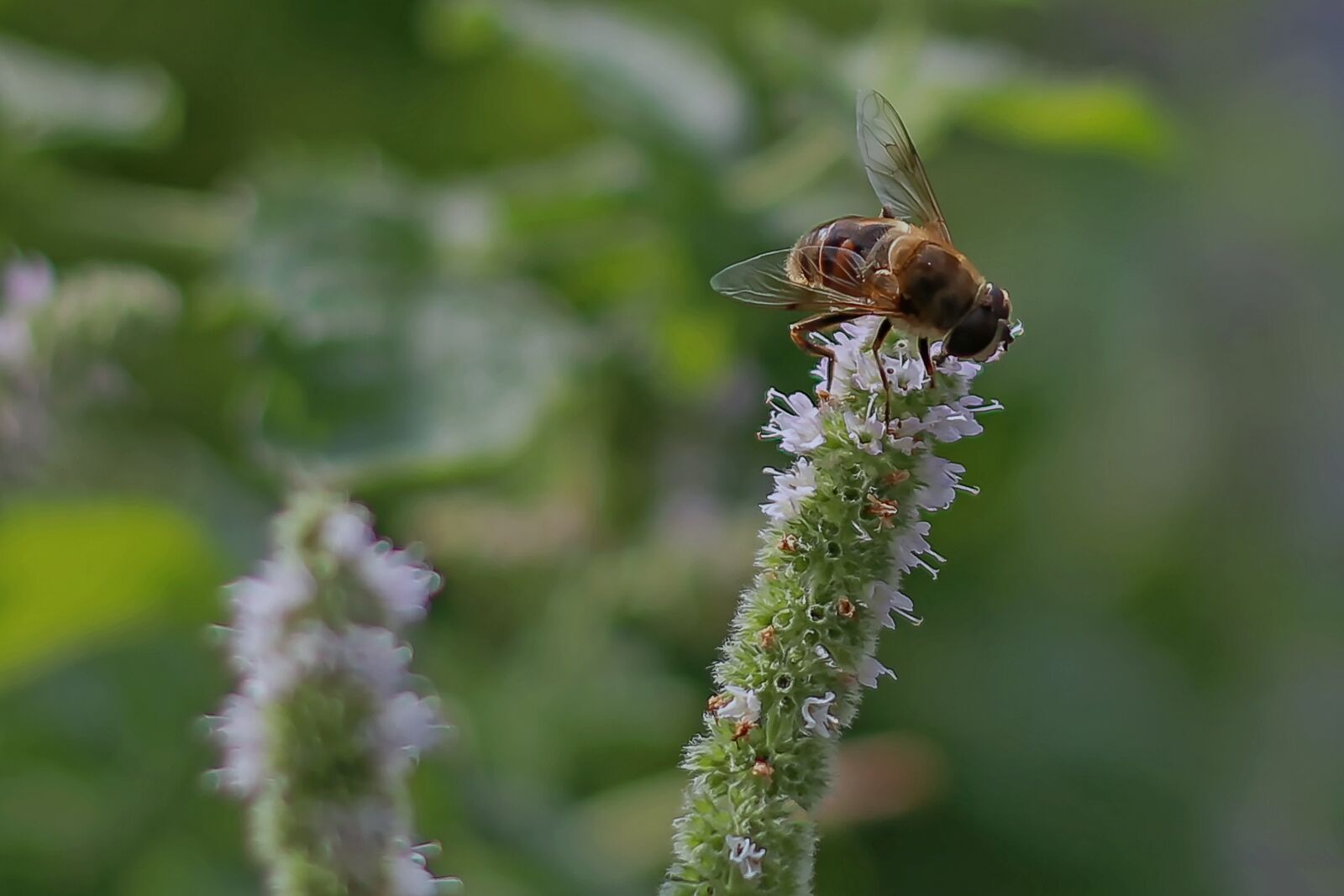 Canon EOS 70D + Canon EF 50mm F1.8 STM sample photo. Bee, blossom, bloom photography