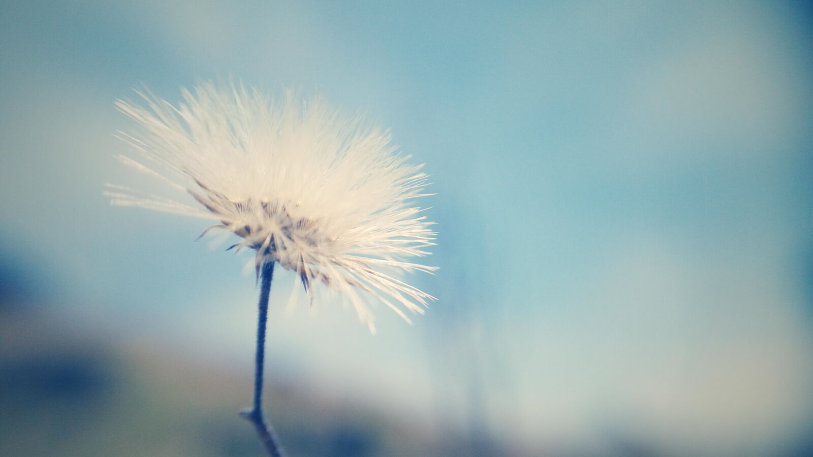Lenovo VIBE X3 LITE sample photo. Blur, desktop, wallpaper, flower photography