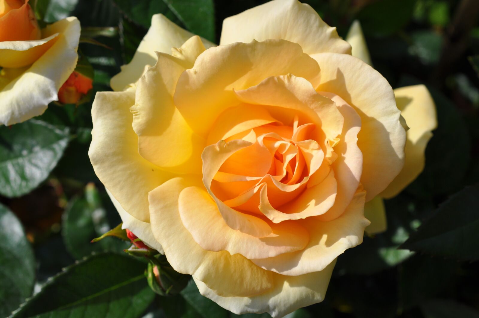 Nikon D90 sample photo. Rose, yellow rose, garden photography