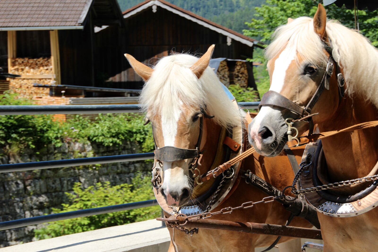 Canon EOS 600D (Rebel EOS T3i / EOS Kiss X5) sample photo. Horses, draft horses, coach photography