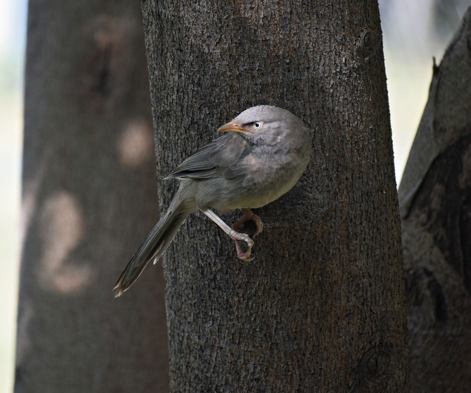 Nikon D3300 sample photo. Bird, sitting, wildlife photography