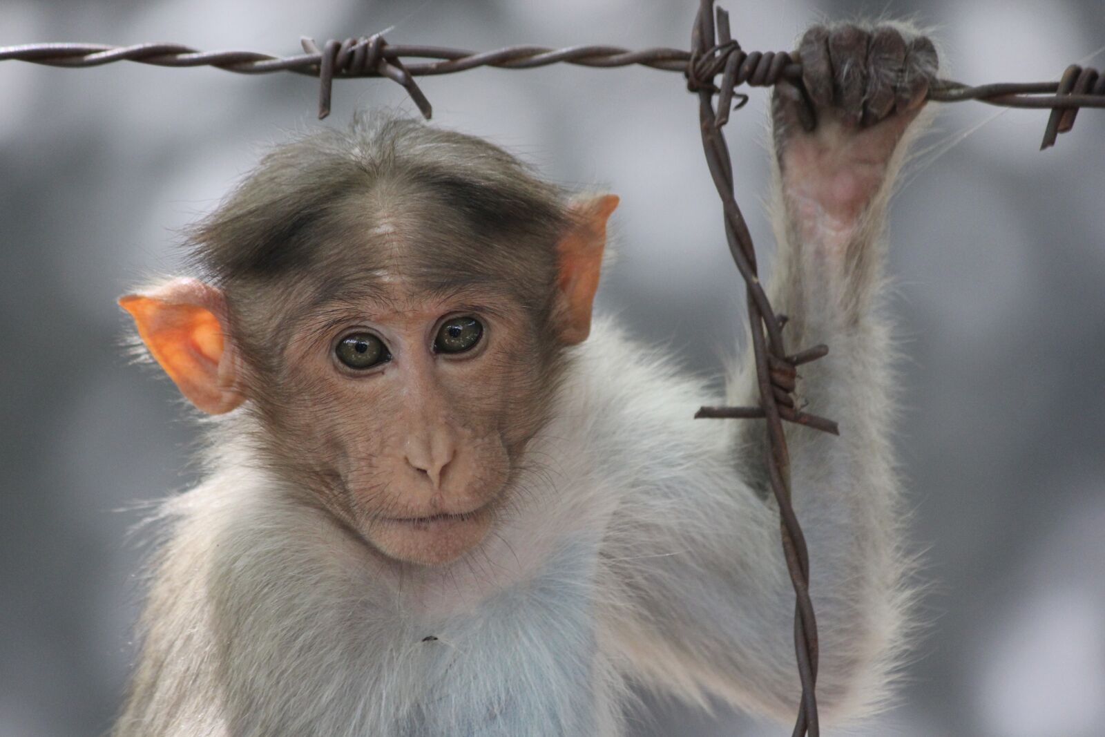 Canon EOS 550D (EOS Rebel T2i / EOS Kiss X4) sample photo. Monkey, india, animal photography