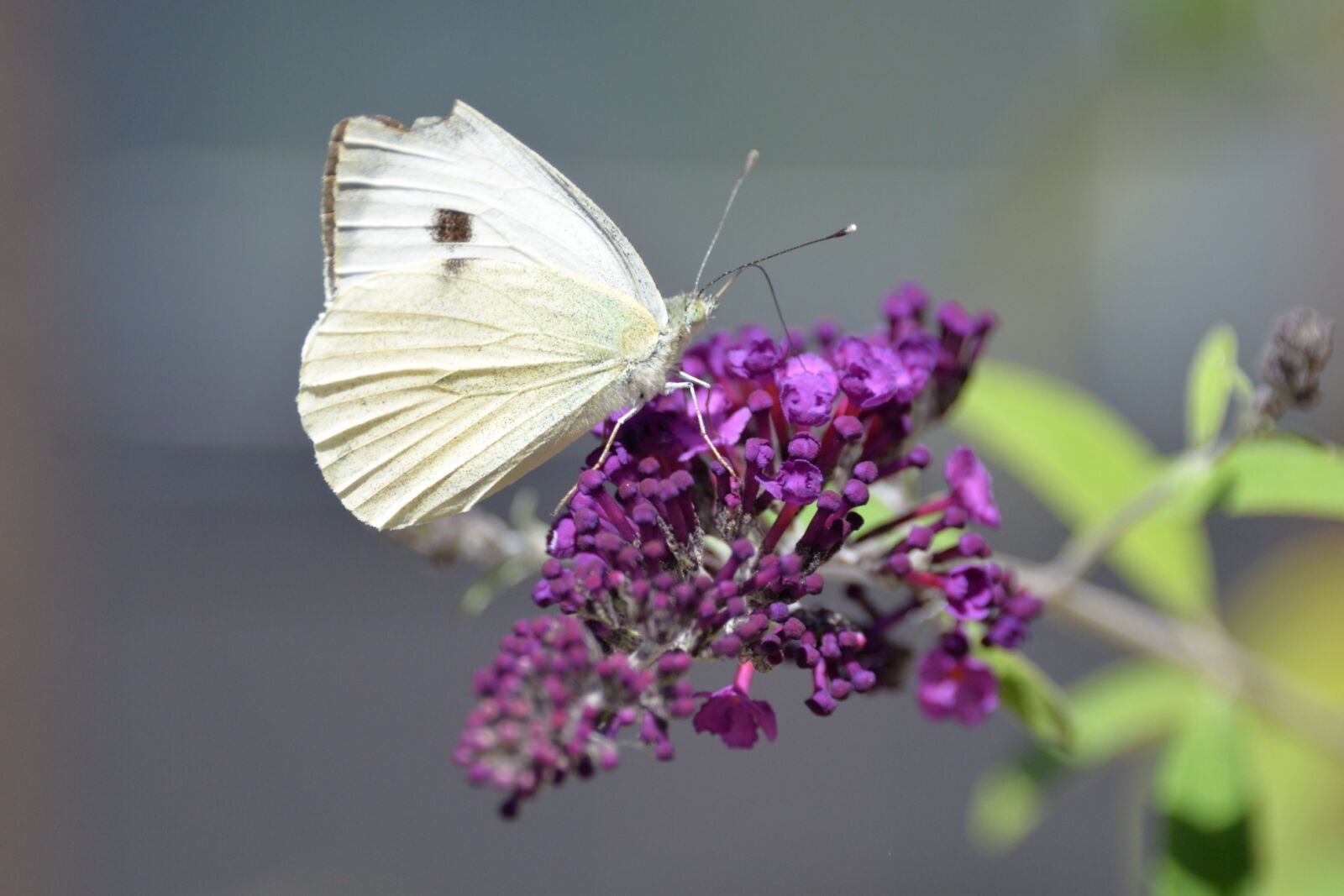 Nikon D610 sample photo. Butterfly, tigerprint, bug photography