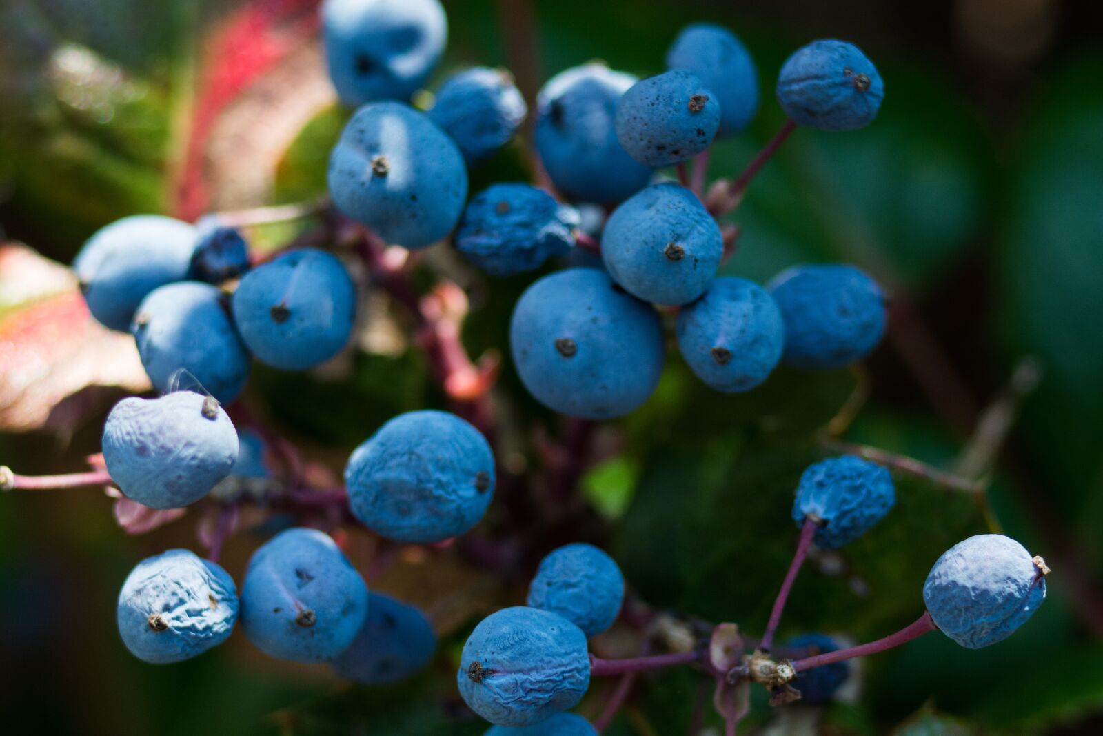 Nikon D7100 sample photo. Berry, blue, nature photography