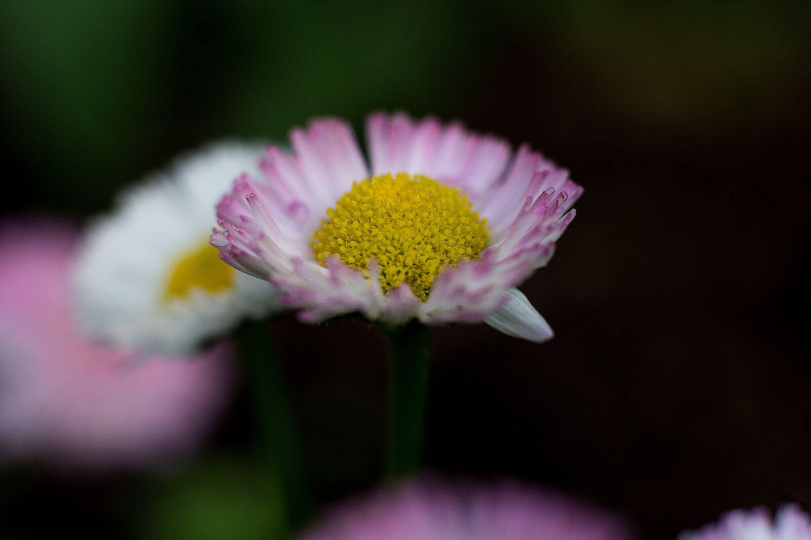 Nikon D7200 sample photo. Flower, daisy, plant photography