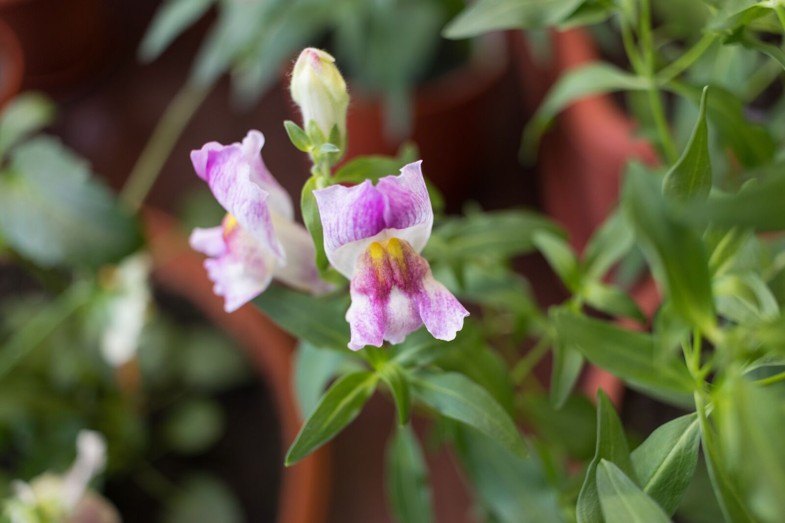 Canon EOS 80D sample photo. Snapdragons, flower, plant photography