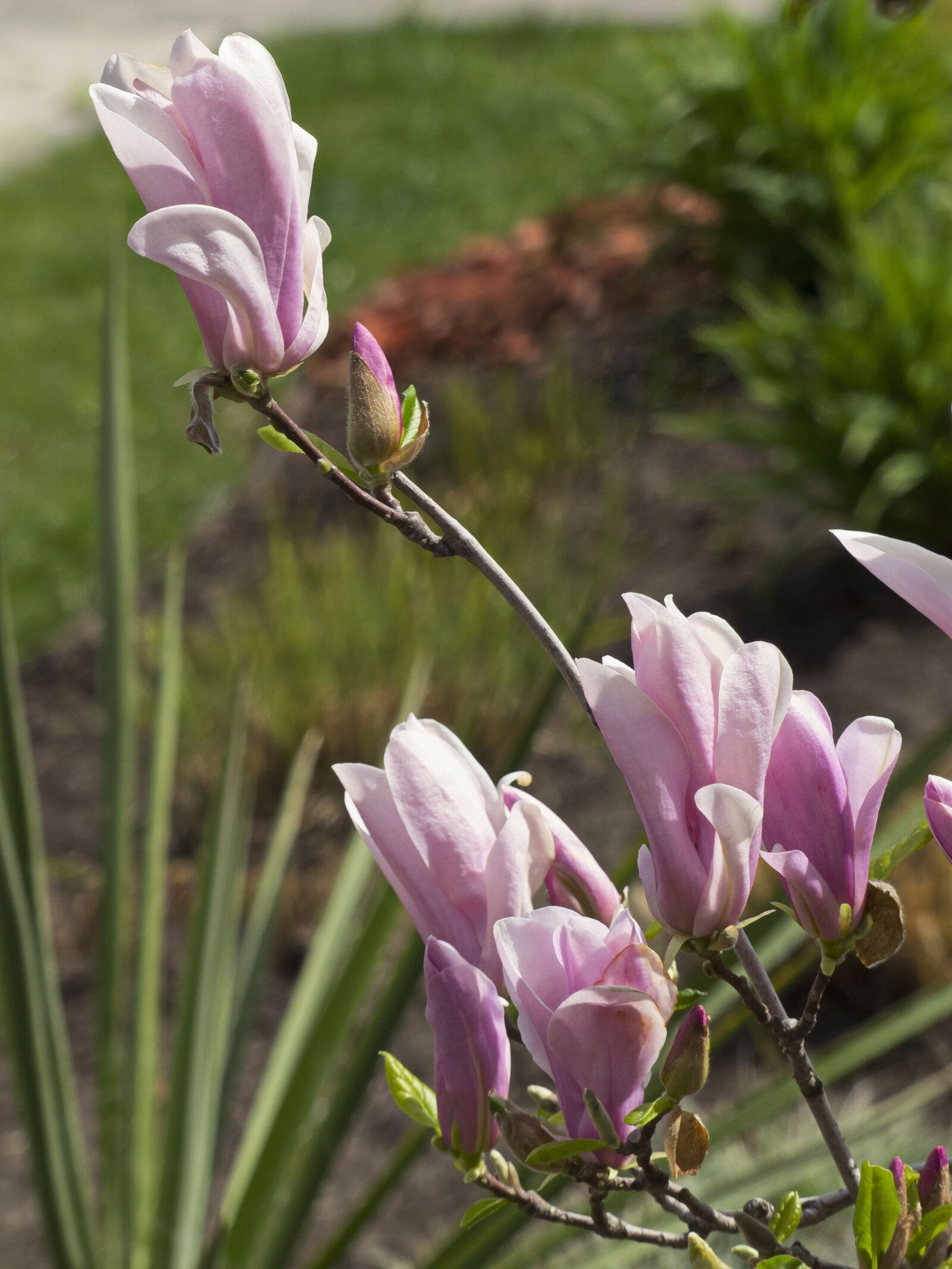 Panasonic Lumix DMC-FZ200 sample photo. Magnolia, spring, flowers photography