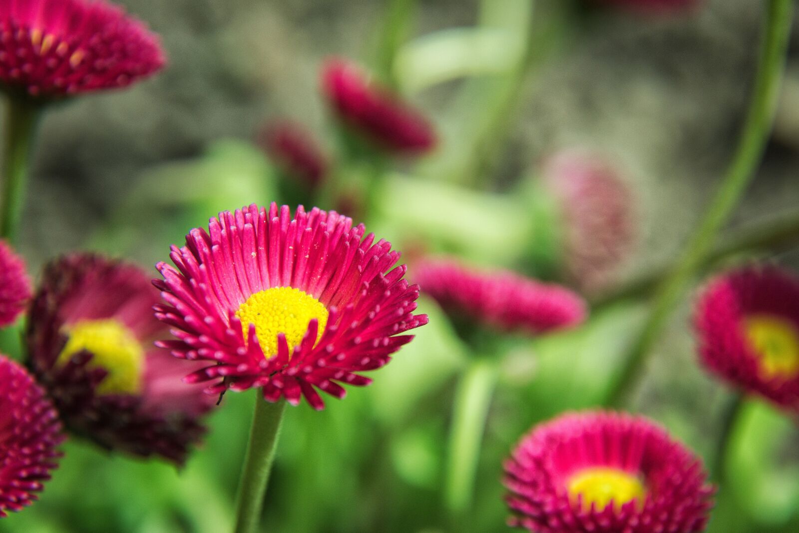 Nikon D5500 sample photo. Daisy, red, plant photography
