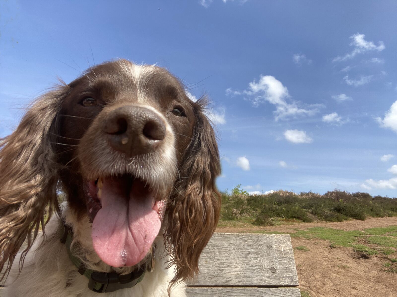 iPhone 11 front camera 2.71mm f/2.2 sample photo. Dog, countryside, spaniel photography