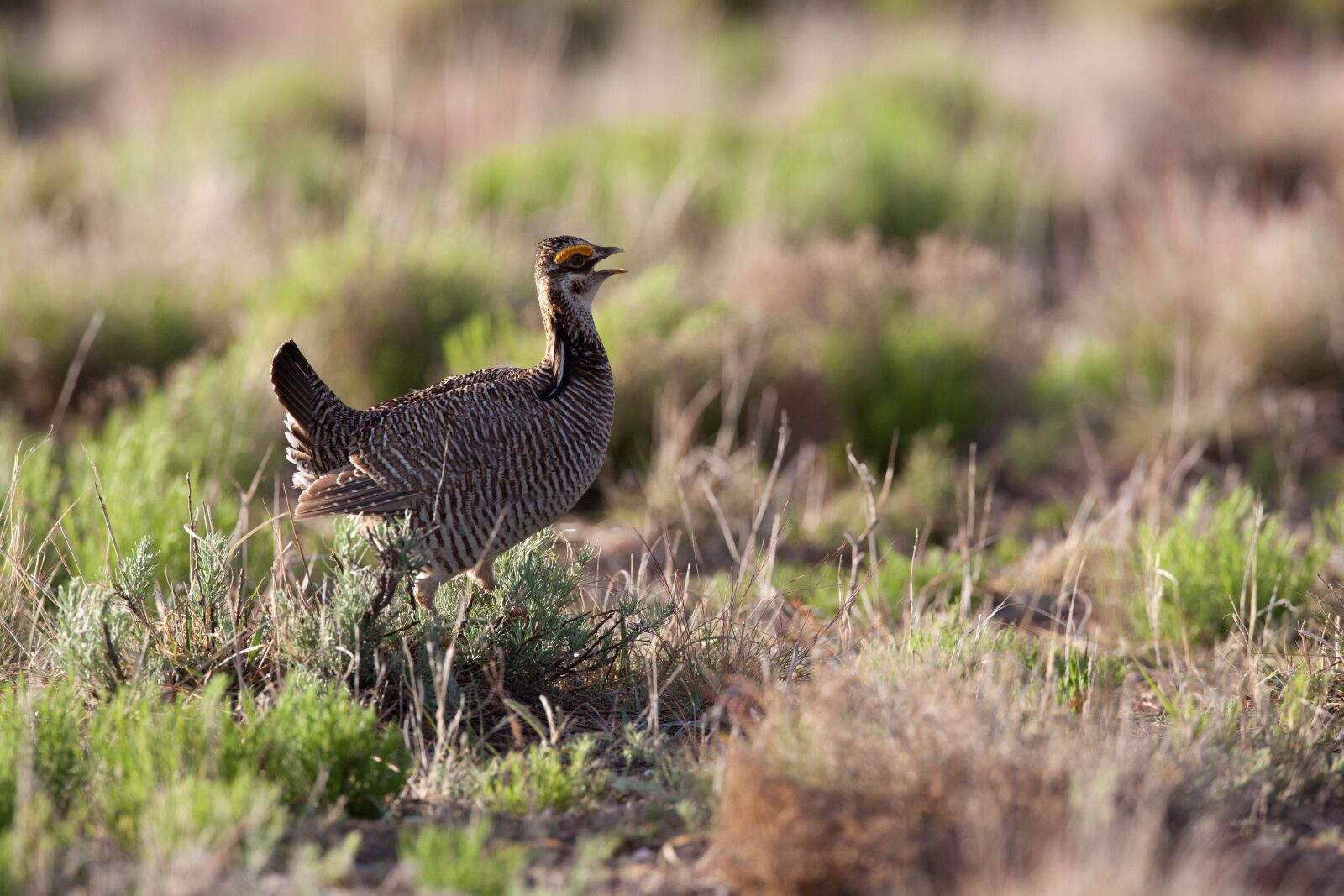Canon EOS 5D Mark II sample photo. Lesser prairie, wild, bird photography