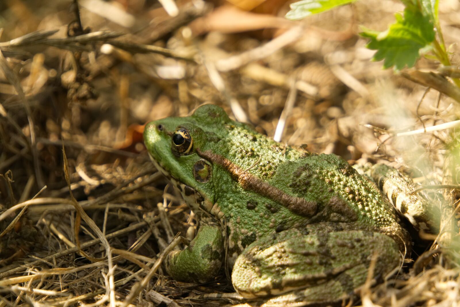 Sony E 55-210mm F4.5-6.3 OSS sample photo. Amphibian, gerardo, frog photography