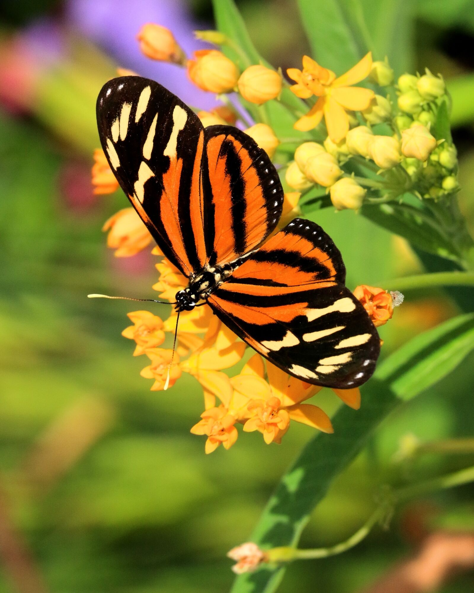 Canon EOS 70D sample photo. Butterfly, insect, wings photography