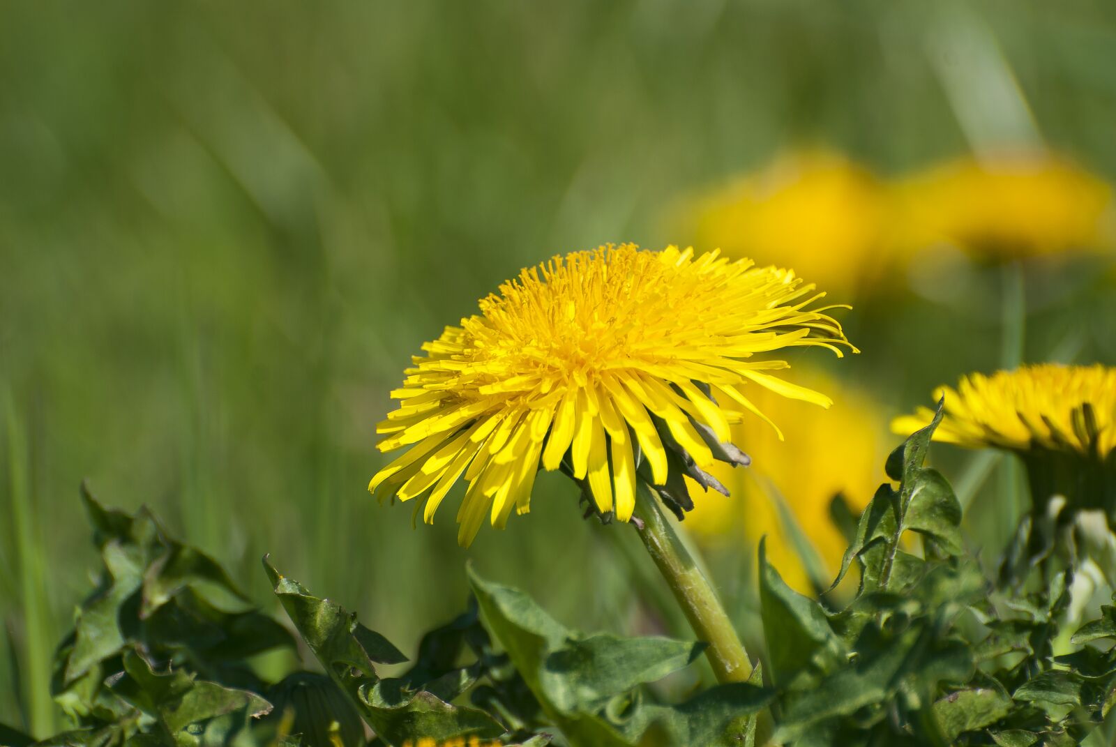 Nikon D80 sample photo. Flora, nature, dandelion photography