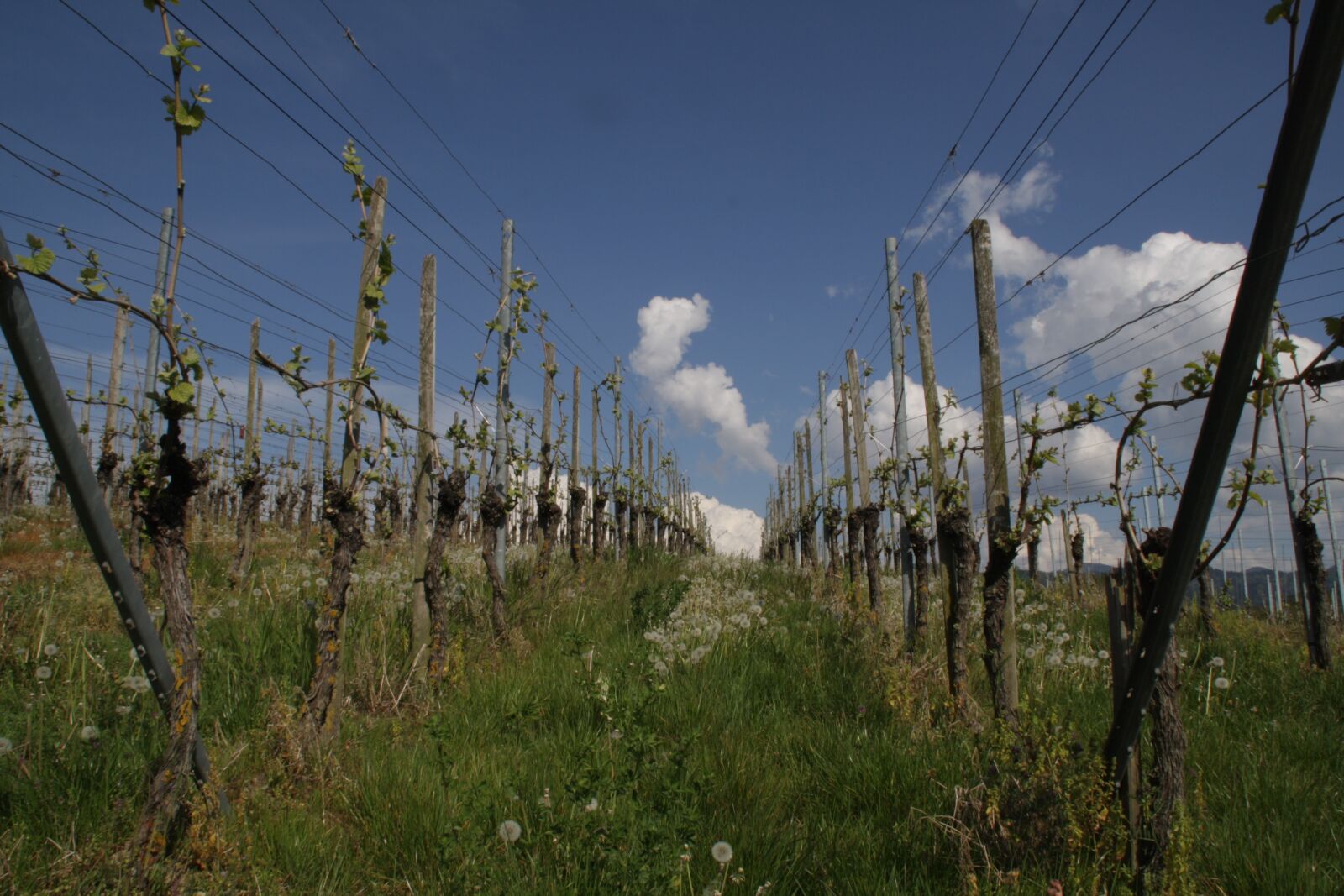 Canon EOS 1000D (EOS Digital Rebel XS / EOS Kiss F) sample photo. Vineyard, grapes, wine photography