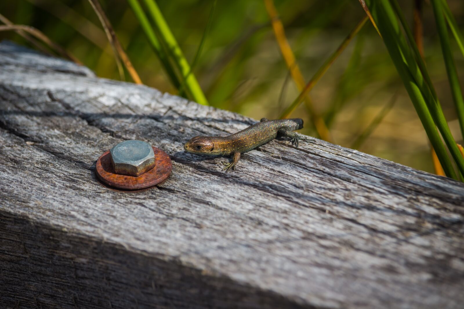 Canon EOS 100D (EOS Rebel SL1 / EOS Kiss X7) sample photo. Lizard, macro, detail photography
