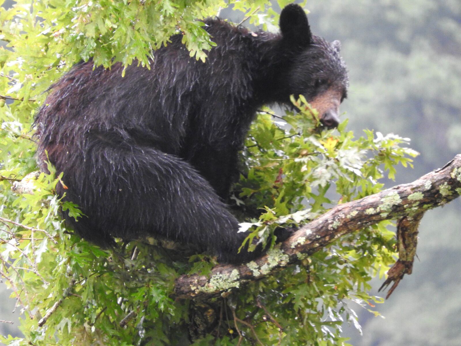 Nikon Coolpix P610 sample photo. American, black bear, rests photography
