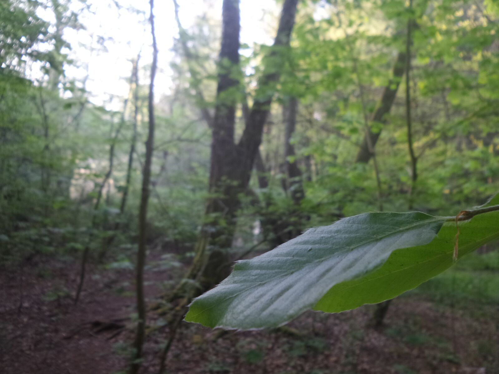 Samsung Galaxy K Zoom sample photo. Green, forest, nature photography