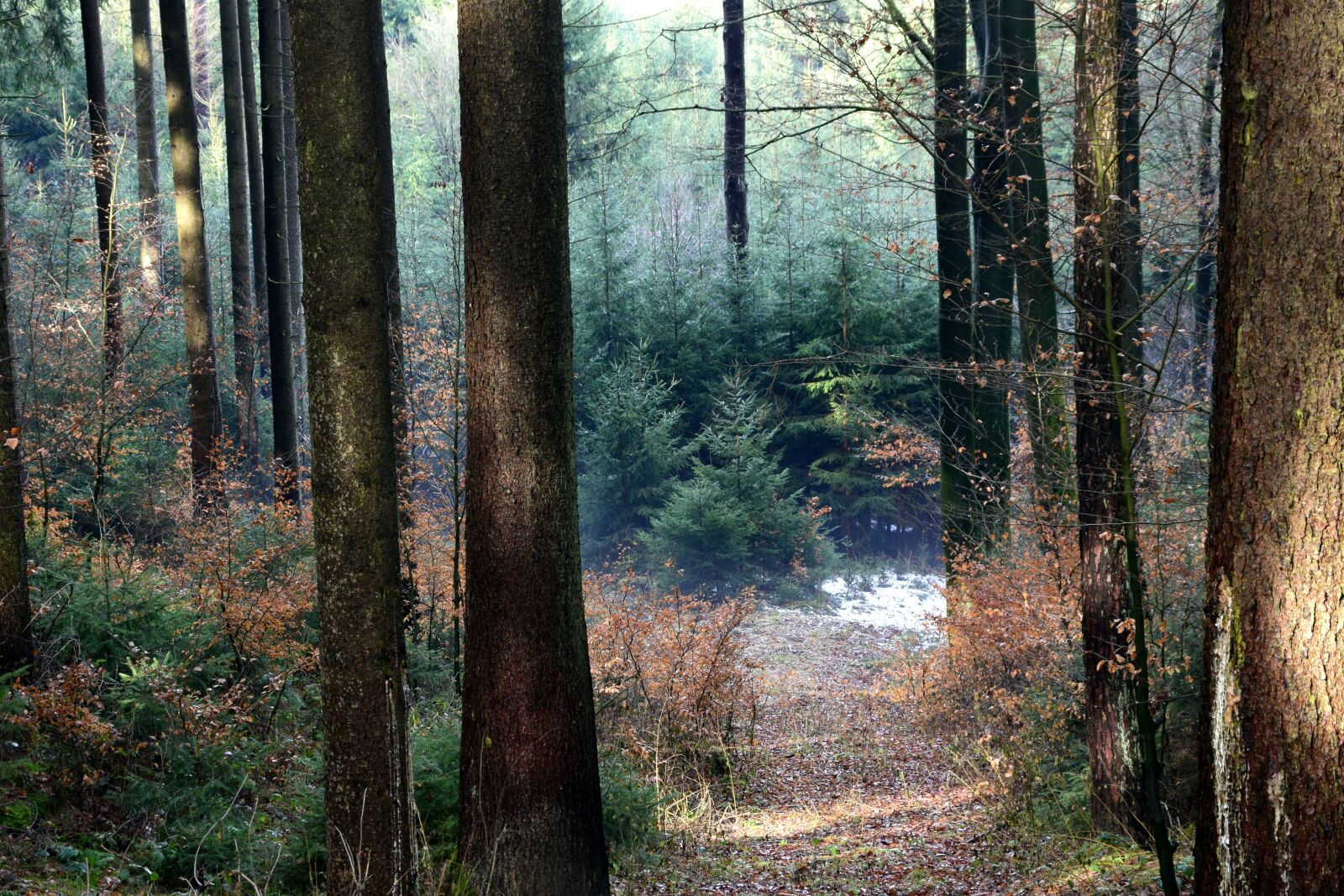 Nikon D3300 sample photo. Forest, forest path, trees photography
