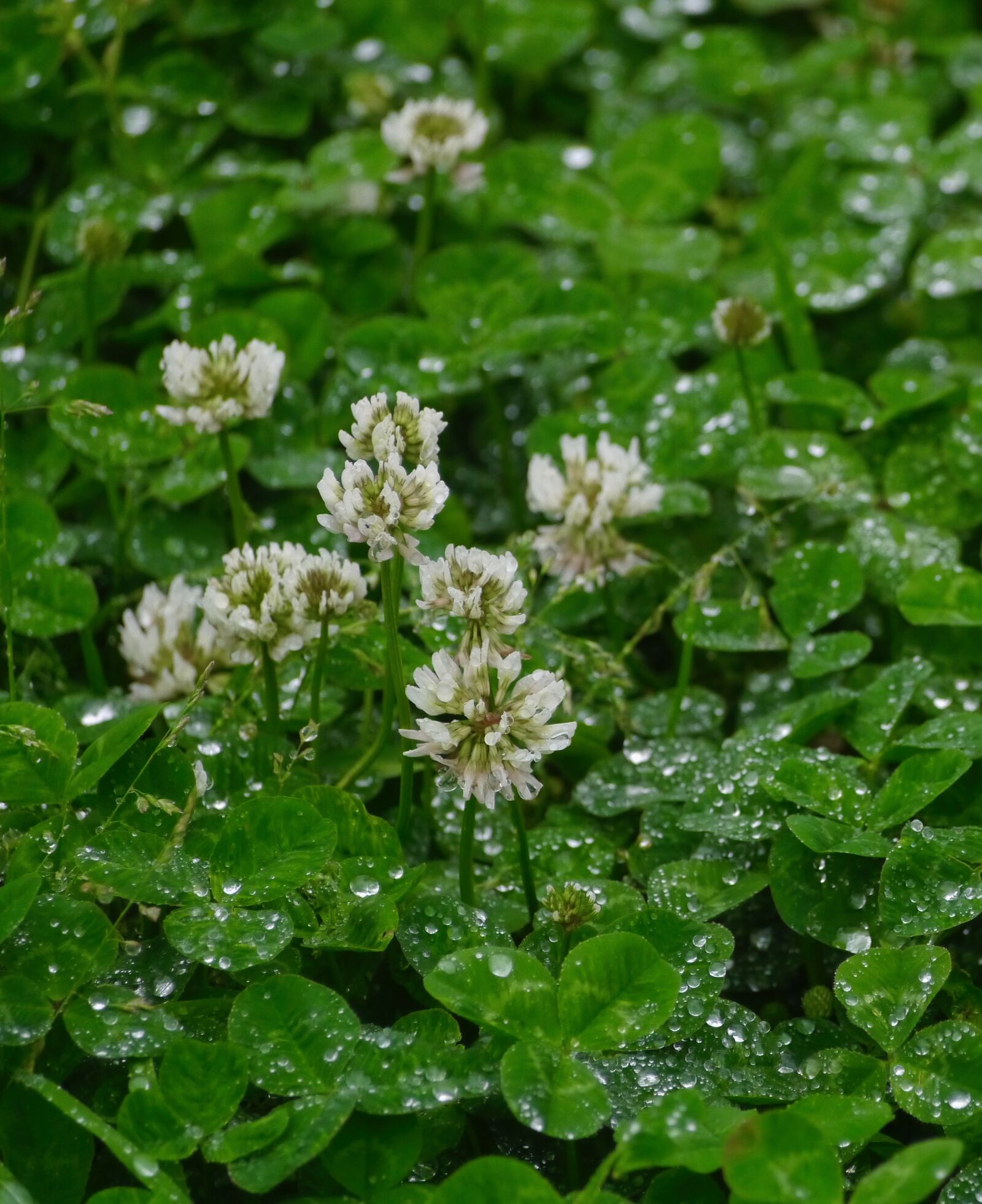 Panasonic Lumix DMC-GX1 sample photo. Rain, astragalus, grass photography