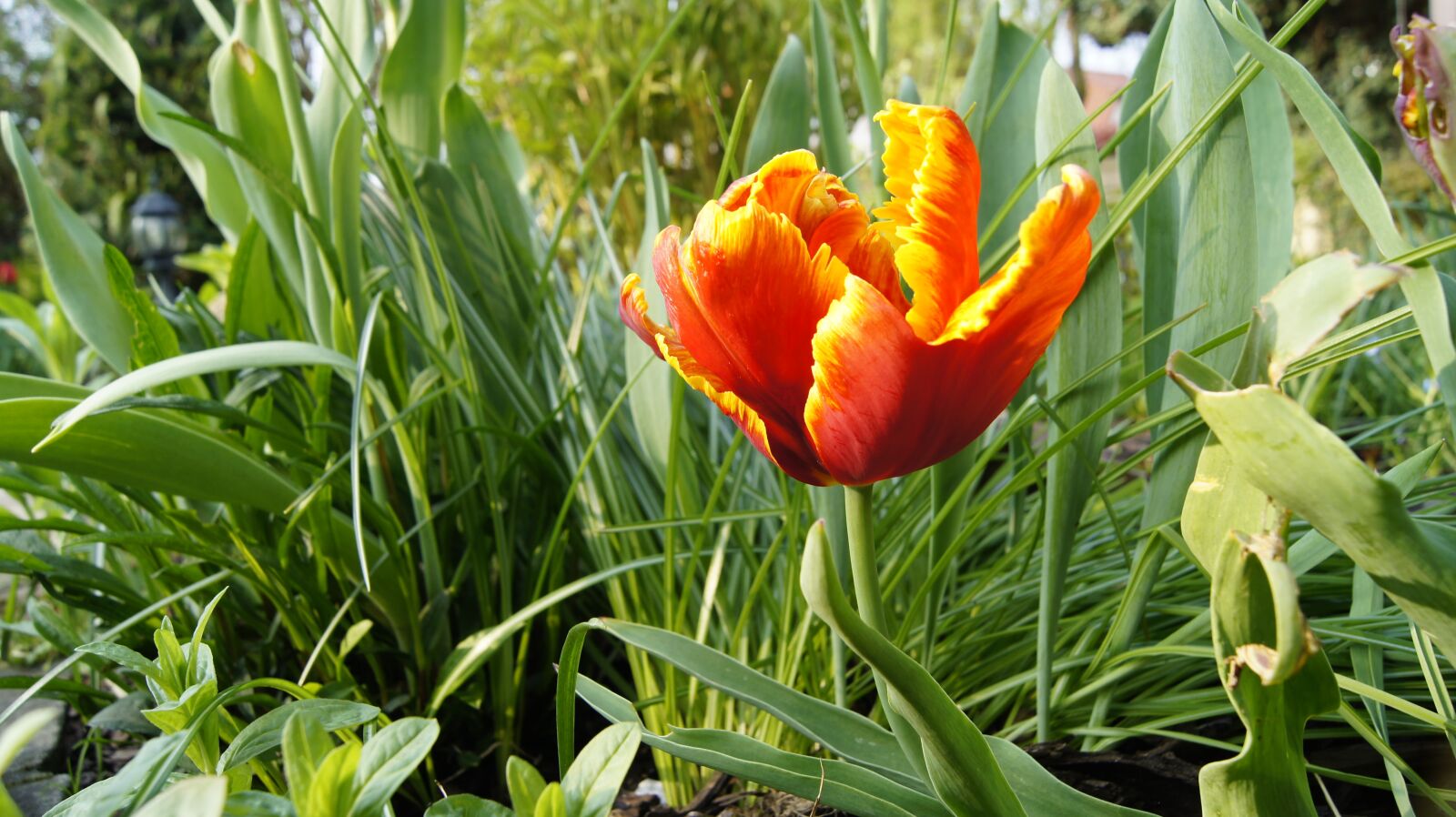 Sony SLT-A33 sample photo. Tulip, garden, flowers photography