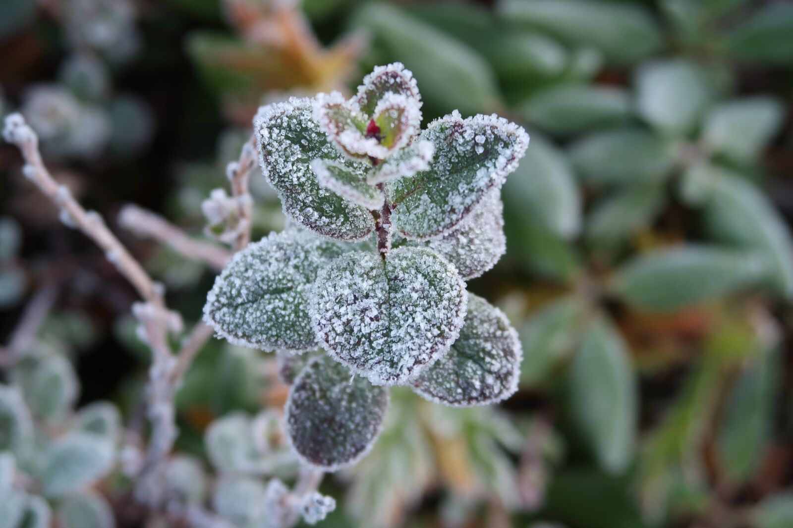 Canon PowerShot G7 X Mark II sample photo. The first frost, early photography