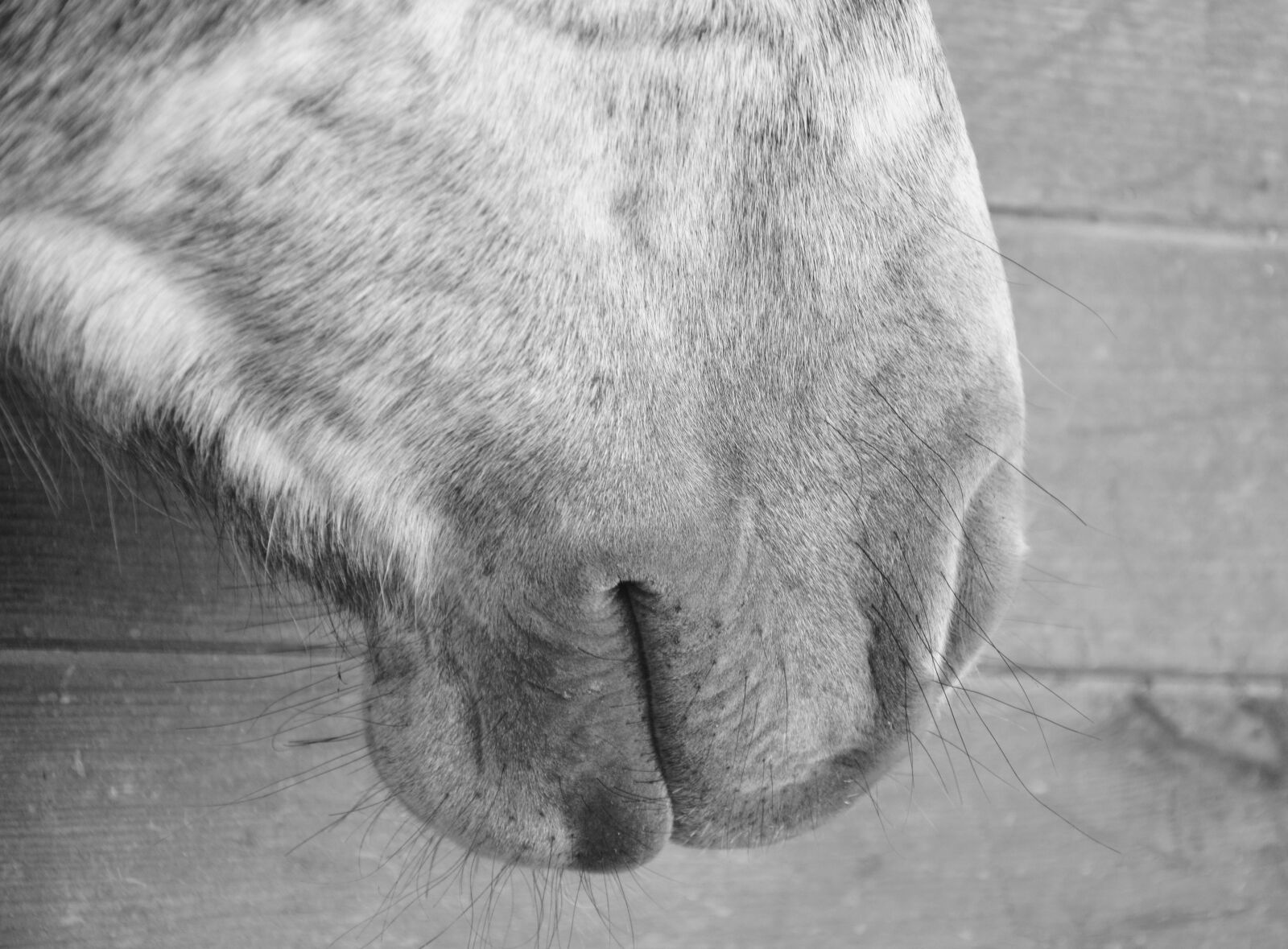 Nikon D5200 sample photo. Horse, mouth, snout photography