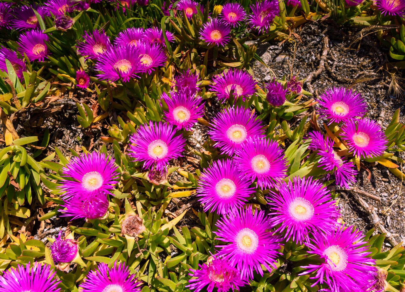 Nikon D750 sample photo. Flowers, poyntta, greece photography