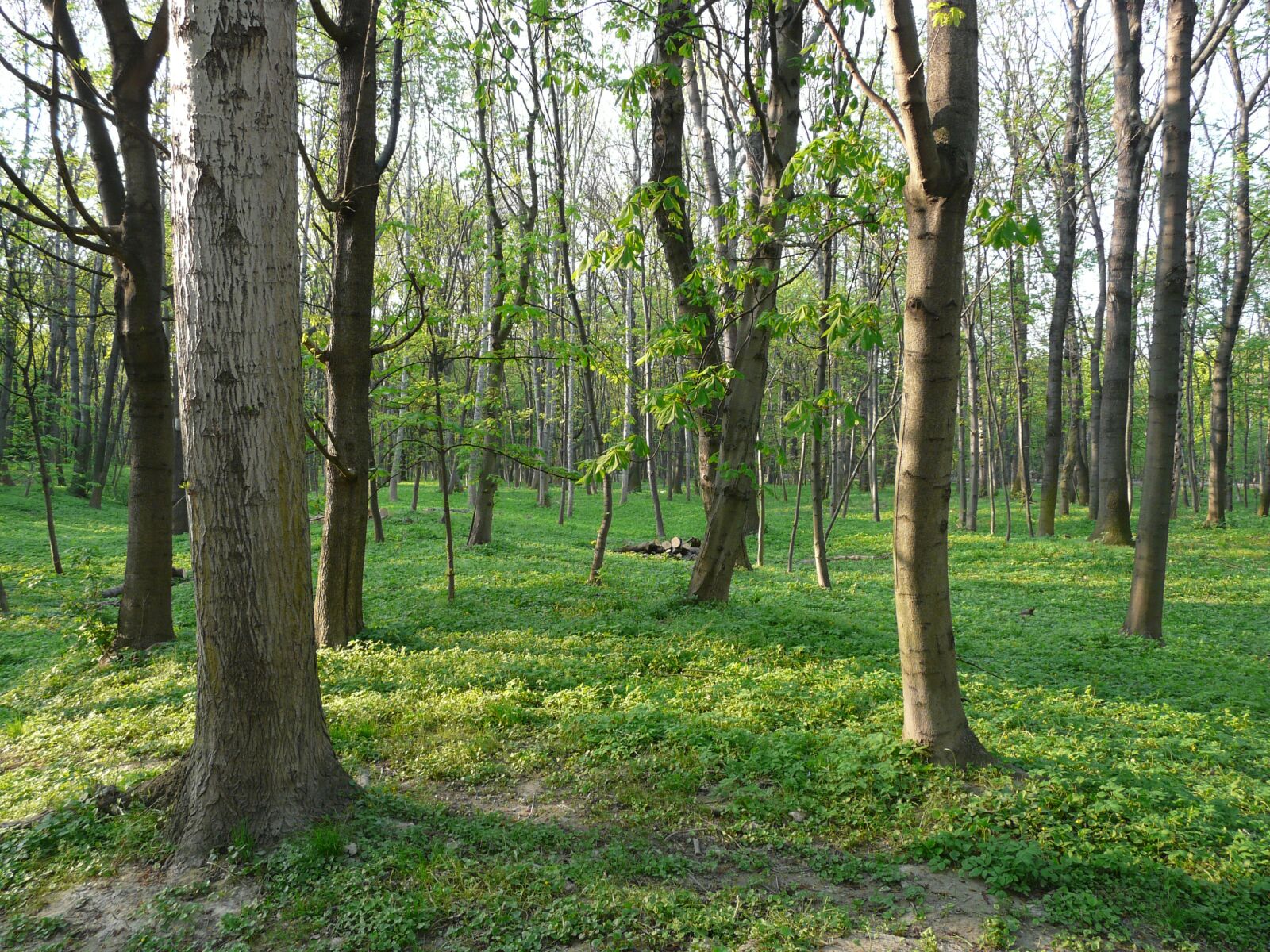 Panasonic DMC-FZ18 sample photo. Forest, deciduous forest, spring photography