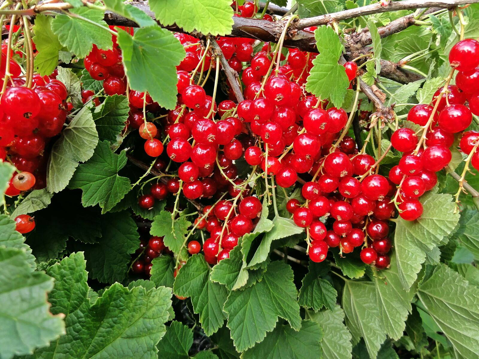 Sony DSC-HX5V sample photo. Currants, garden, bio photography