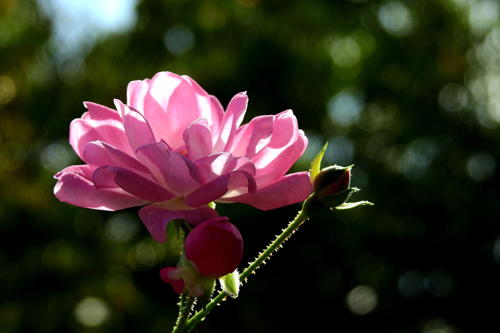 Nikon Coolpix P900 sample photo. Flower, rose, pink photography