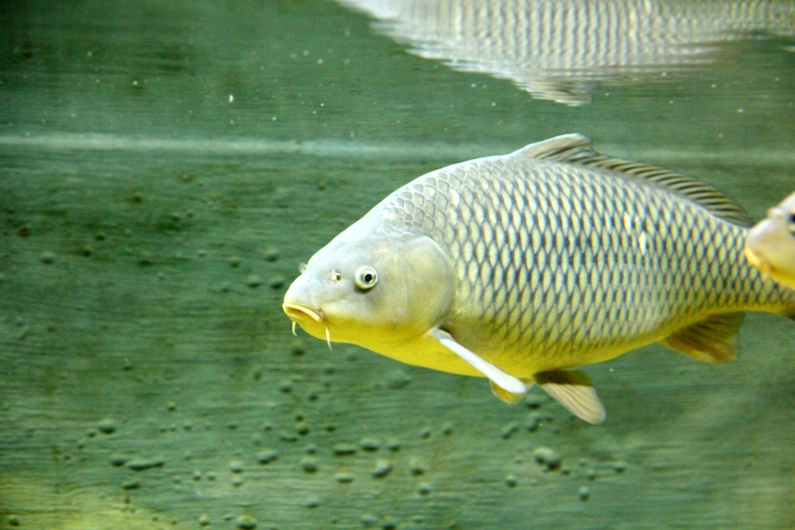 Canon EOS 650D (EOS Rebel T4i / EOS Kiss X6i) sample photo. Carp, fish, underwater photography
