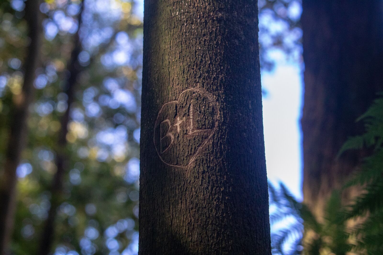 Canon EOS 200D (EOS Rebel SL2 / EOS Kiss X9) sample photo. Tree, wood, nature photography