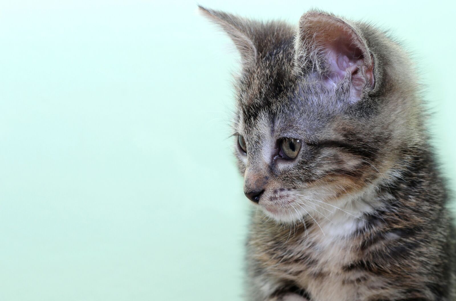 Canon EOS 600D (Rebel EOS T3i / EOS Kiss X5) sample photo. Cat, domestic cat, pet photography