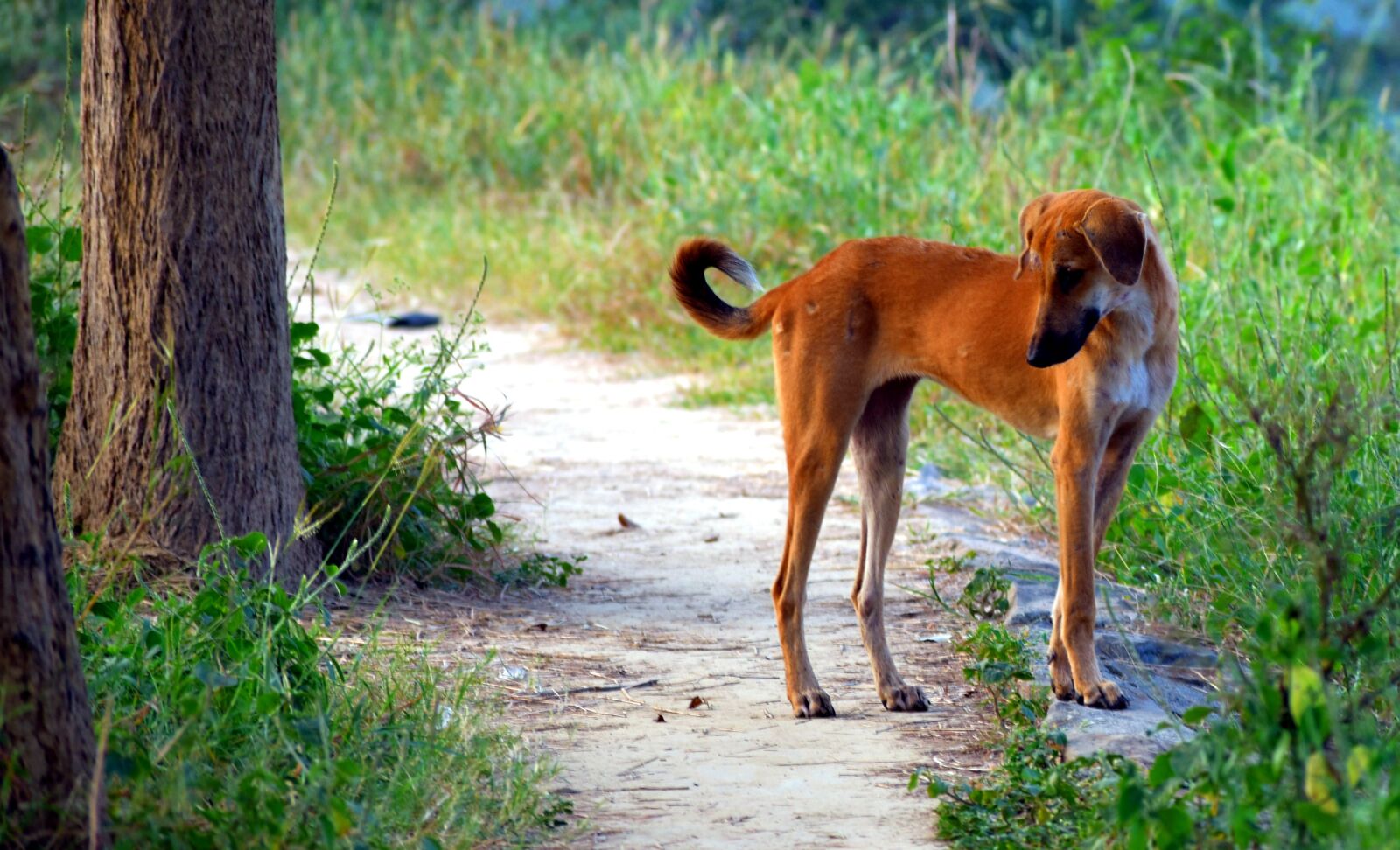 Nikon D5600 sample photo. Dog, canine, street dog photography