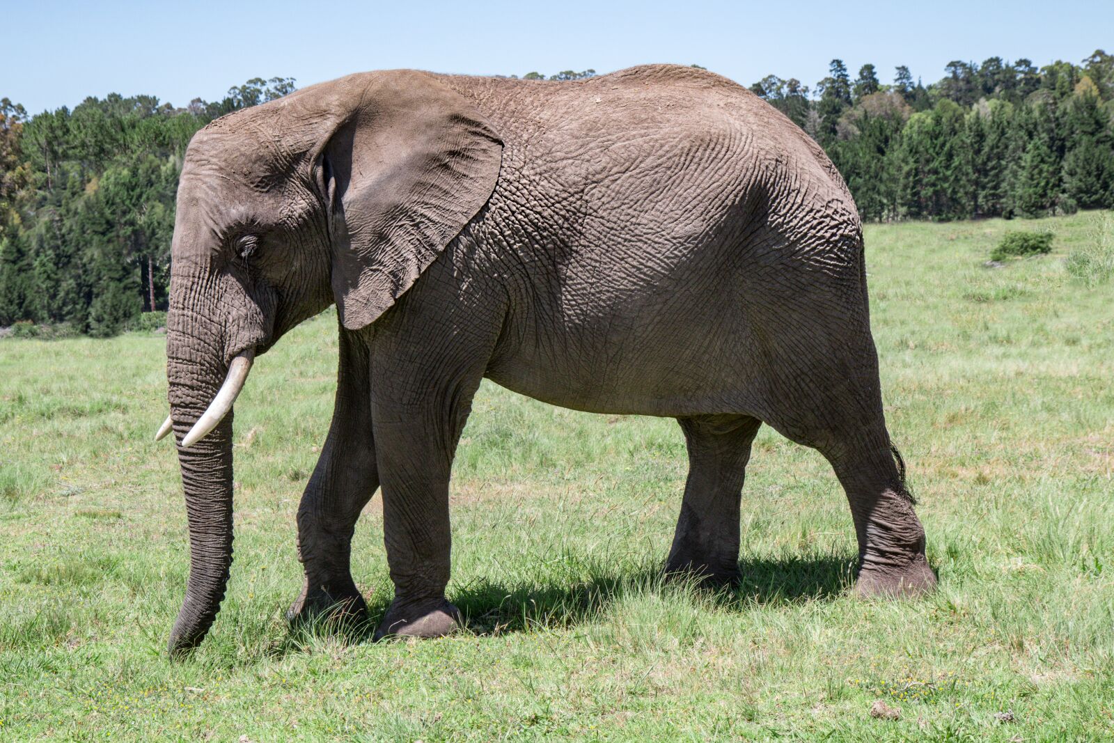 Canon EOS 70D sample photo. Elephant, old, tusker photography