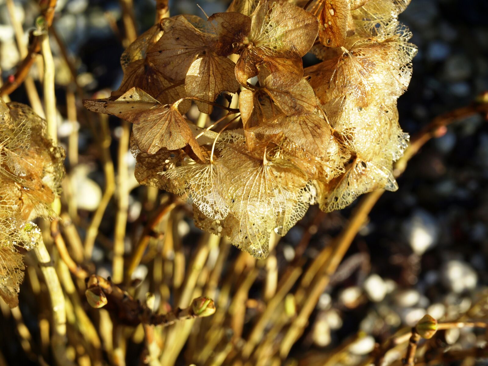 Olympus E-510 (EVOLT E-510) sample photo. Dry, hydrangea, winter photography