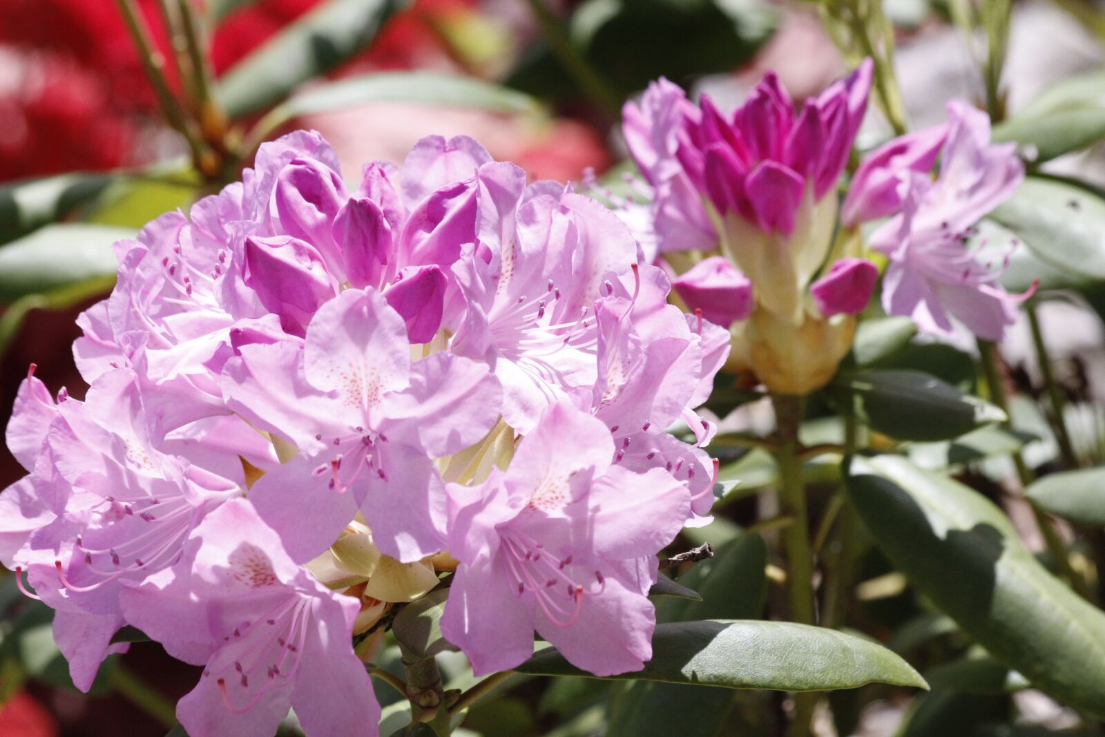 Canon EOS 60D + Canon EF 70-300mm F4-5.6 IS USM sample photo. Rhododendron, flowers, bloom photography