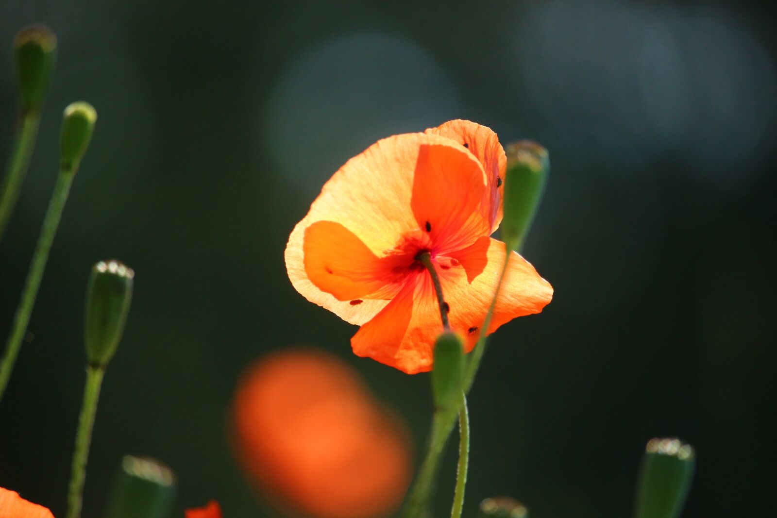 Canon EOS 100D (EOS Rebel SL1 / EOS Kiss X7) sample photo. Poppy, blossom, bloom photography