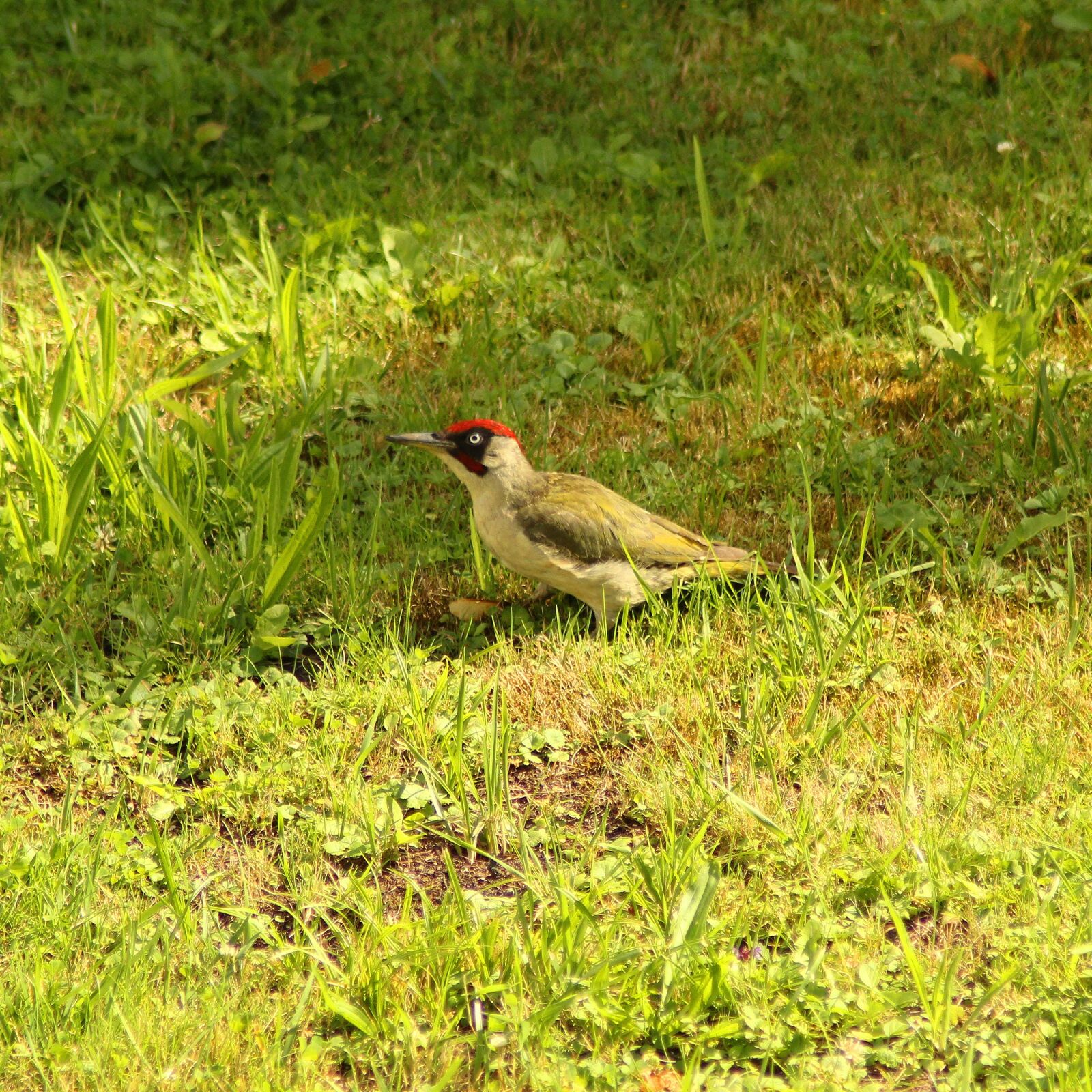 Canon EOS 1300D (EOS Rebel T6 / EOS Kiss X80) sample photo. Woodpecker, bird, green photography