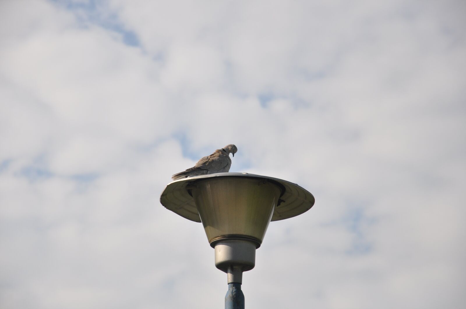Nikon D90 sample photo. Bird, lantern, sky photography