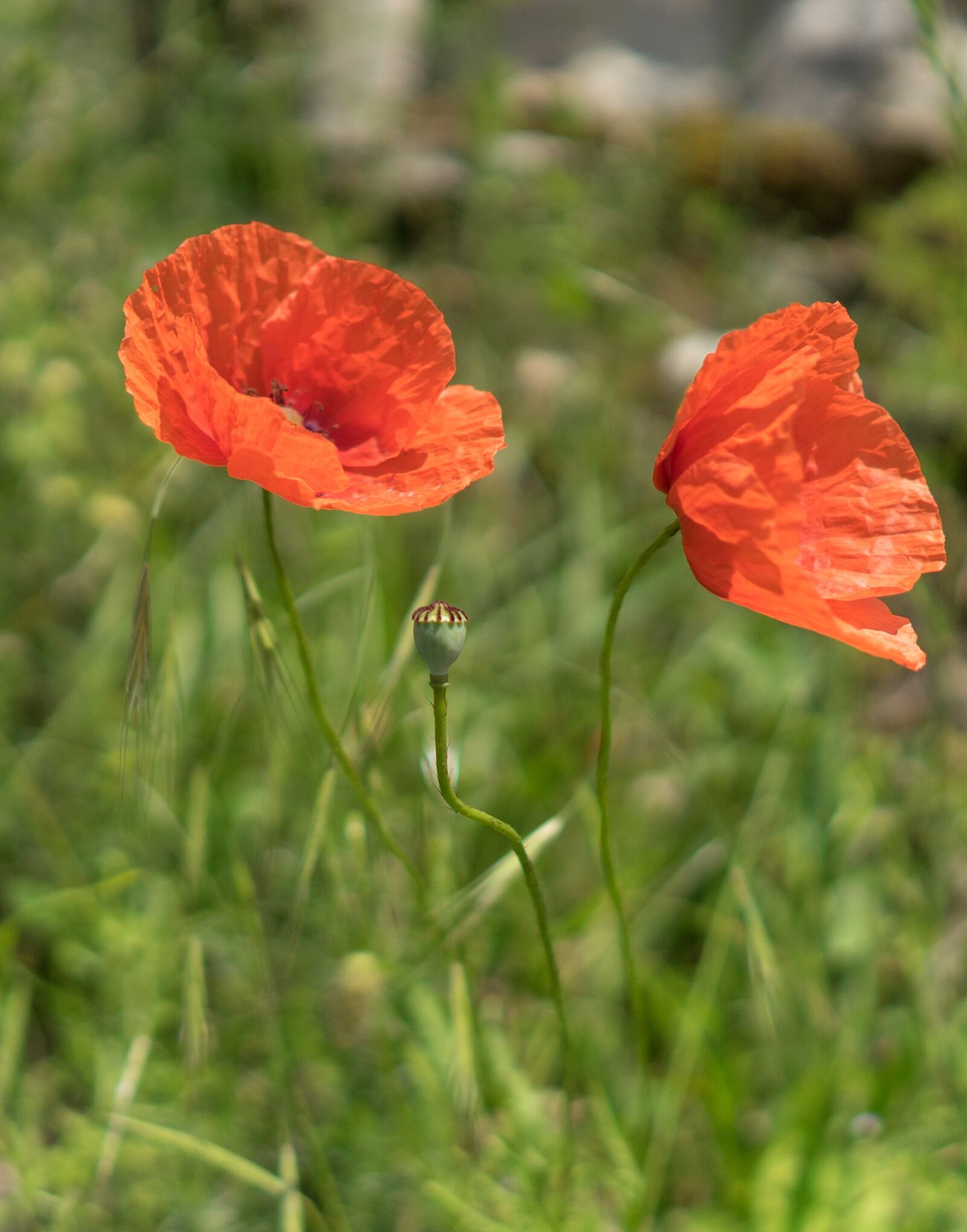 Sony a7 II + ZEISS Batis 25mm F2 sample photo. Poppy, flower, nature photography