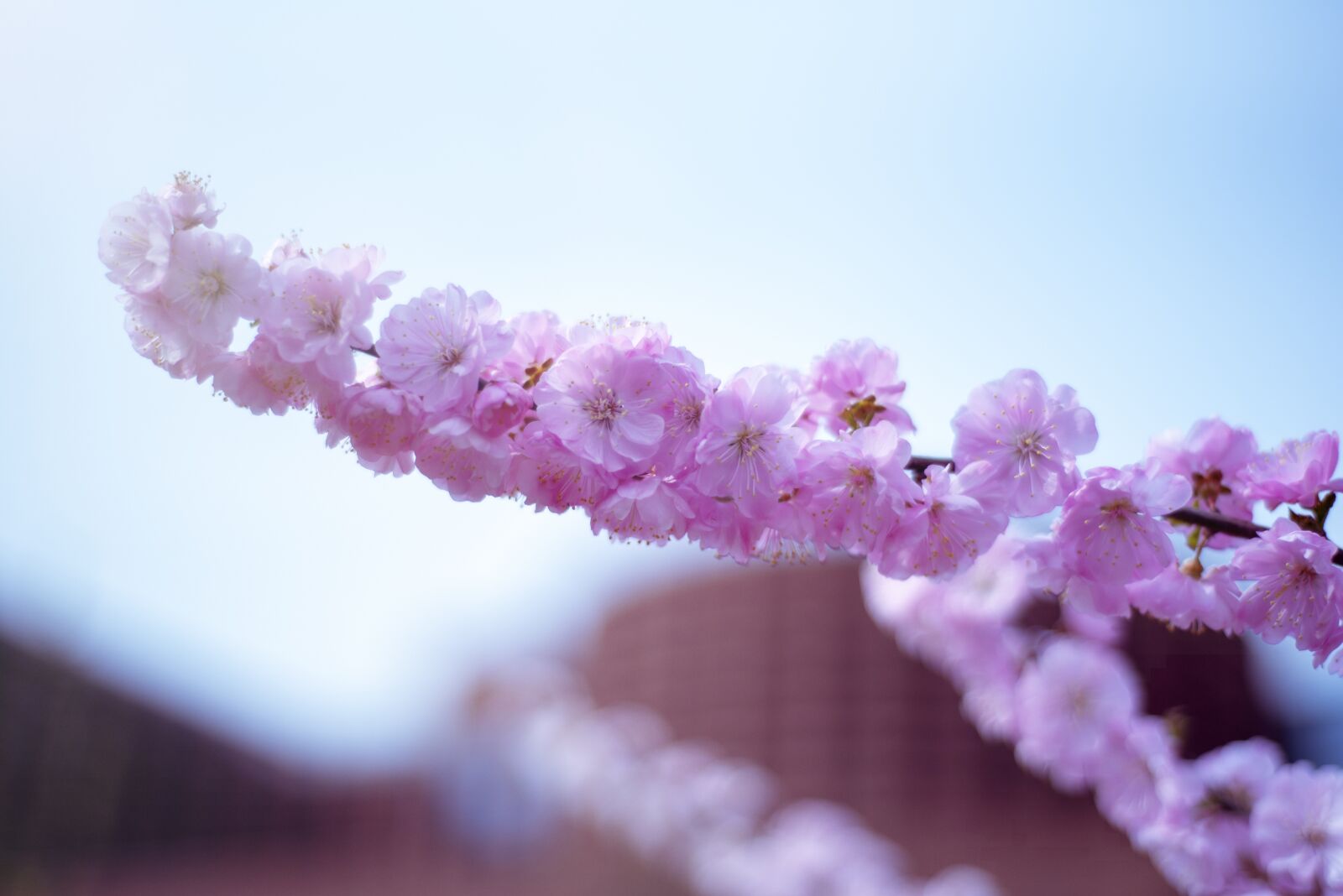 Nikon D750 sample photo. Flower, branch, petals photography