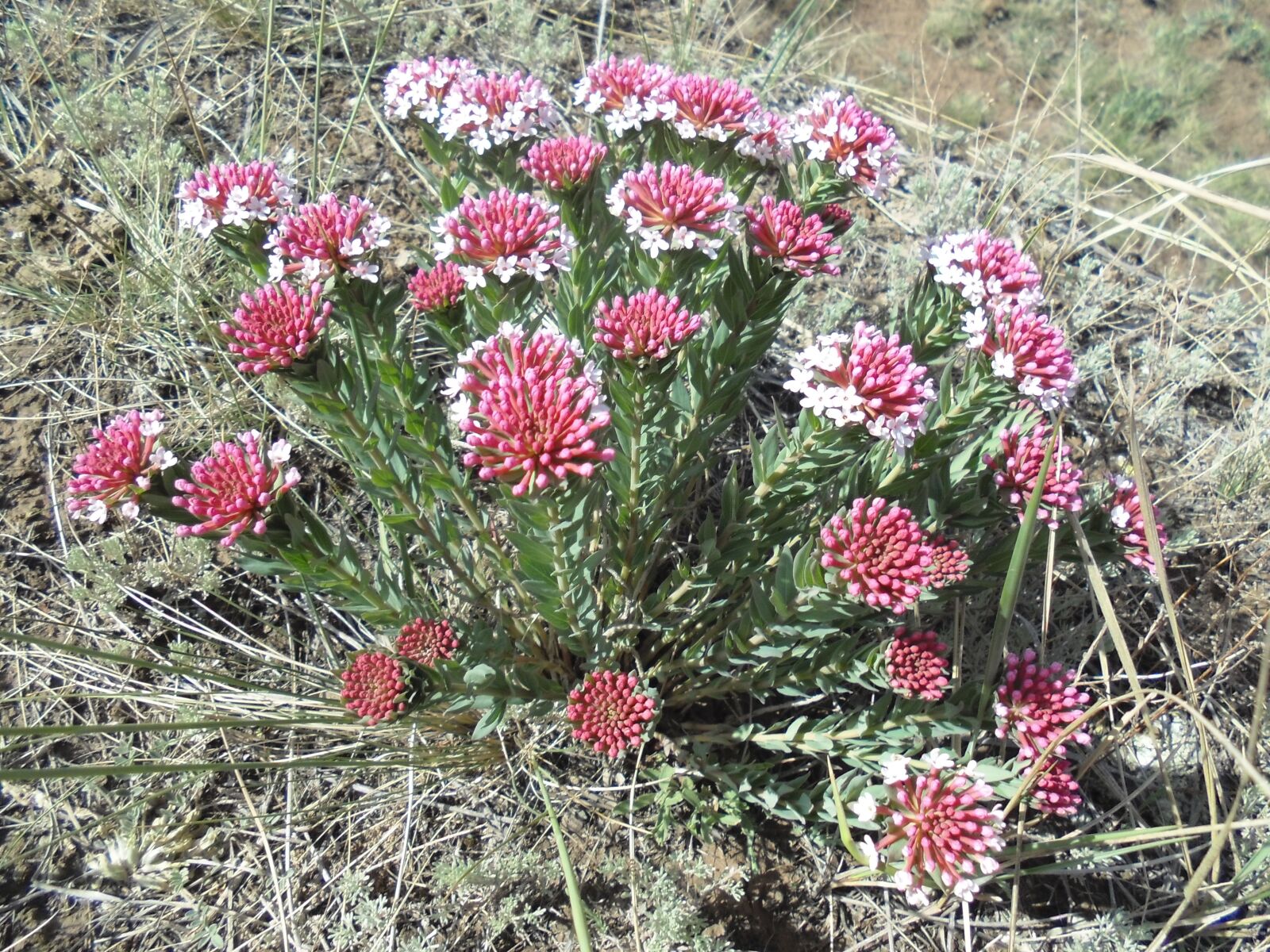 Sony DSC-W670 sample photo. Unknown, wild flowers, the photography