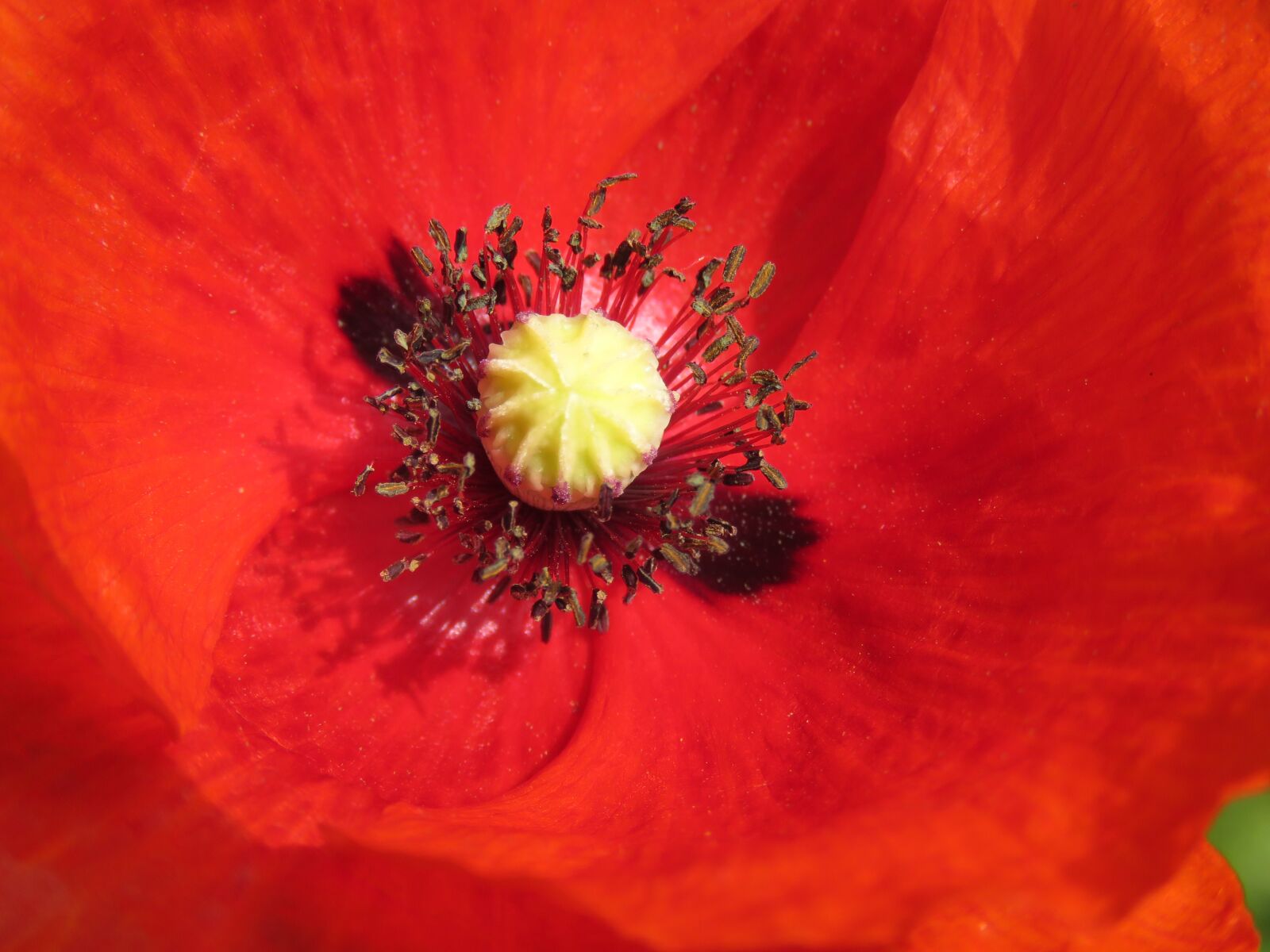 Canon PowerShot SX60 HS sample photo. Poppy, mark, blossom photography