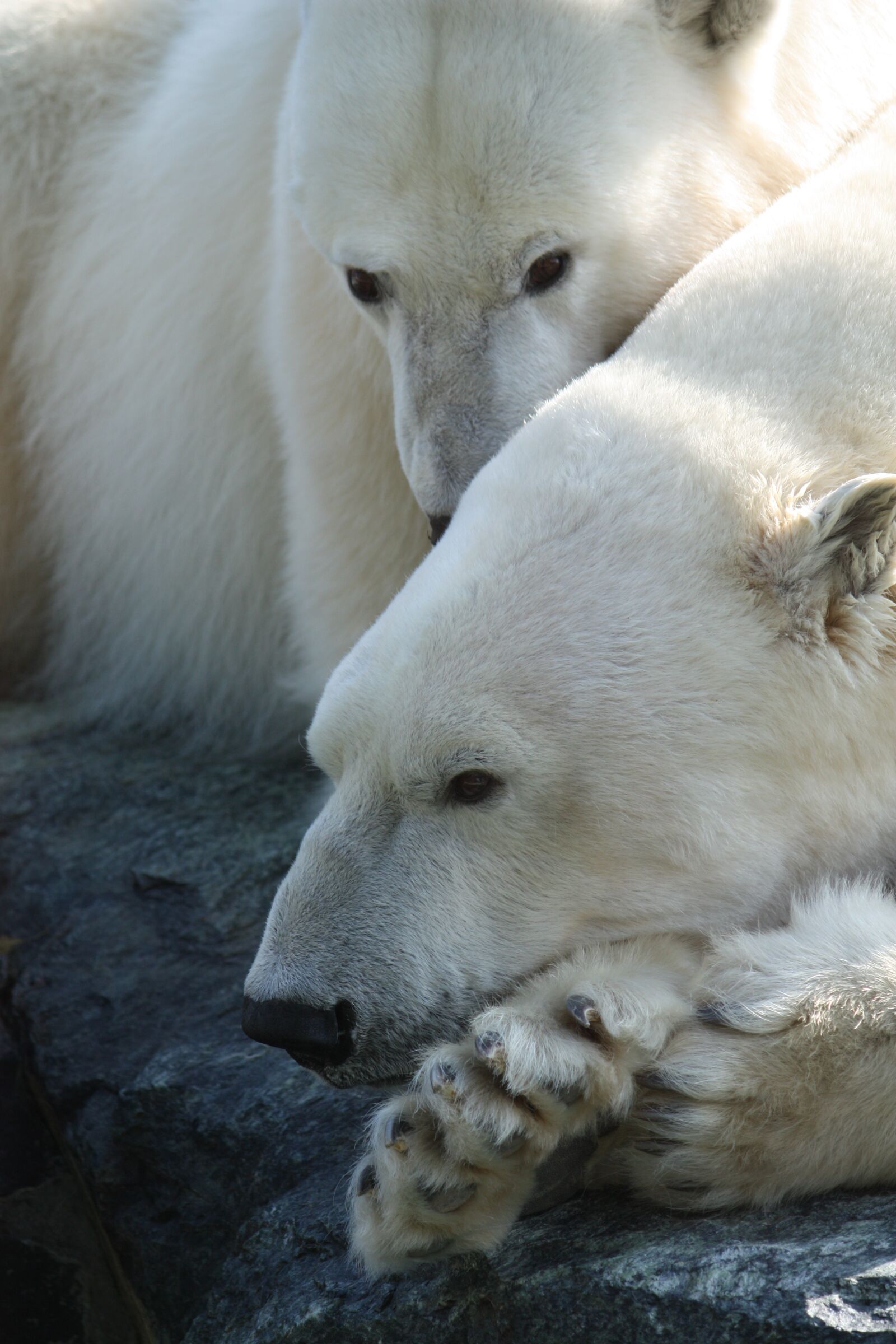 Canon EOS 450D (EOS Rebel XSi / EOS Kiss X2) sample photo. Polar bear, stuttgart, zoo photography