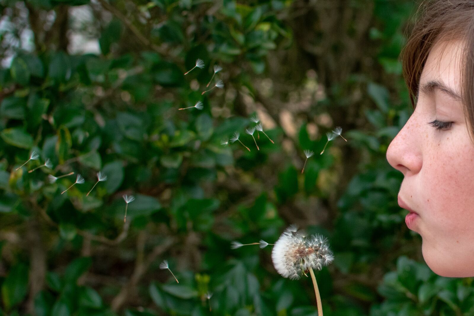 Nikon D3400 sample photo. Dandelion, nature, blowing photography
