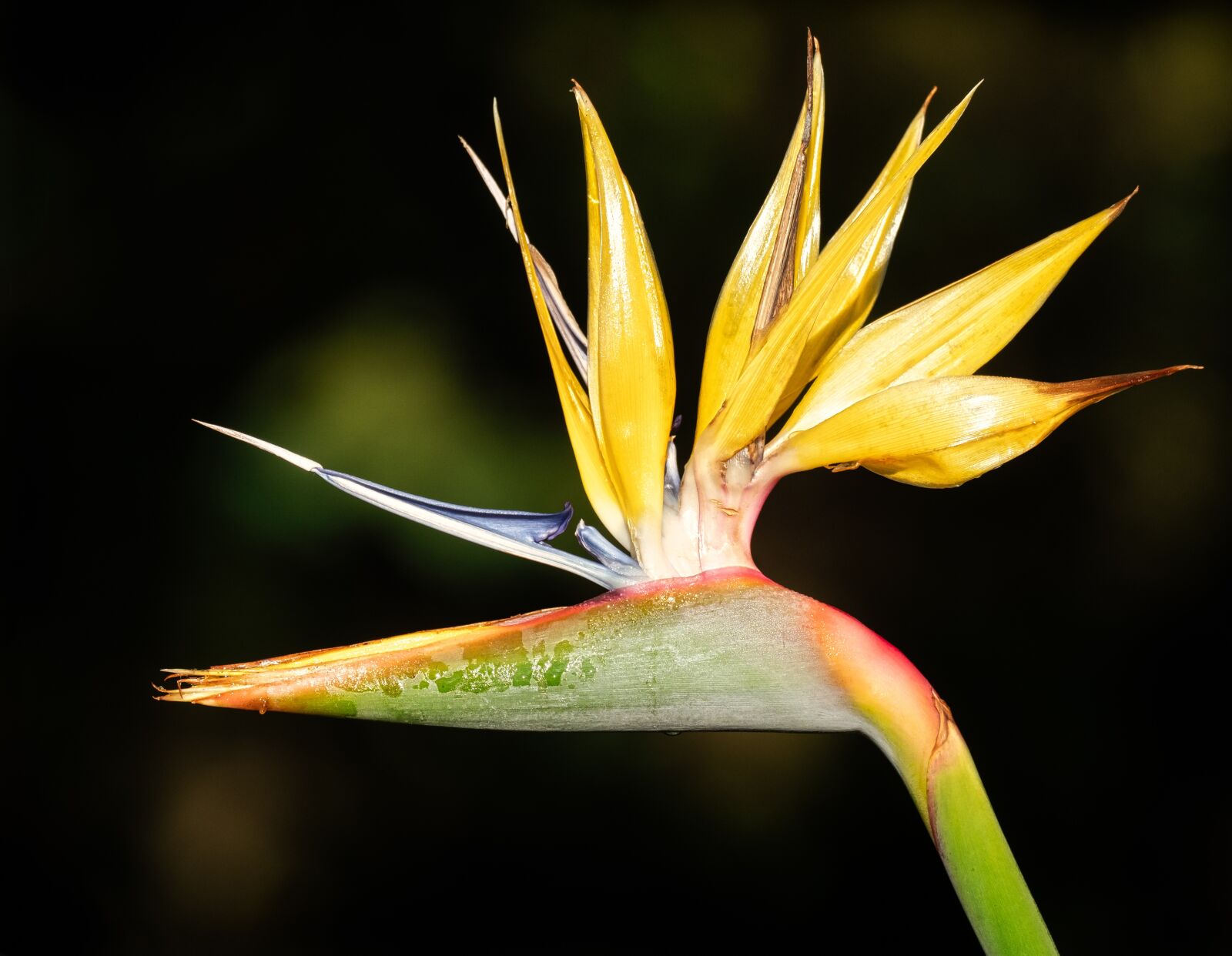 M.300mm F4.0 + MC-14 sample photo. Strelitzia, bird of paradise photography