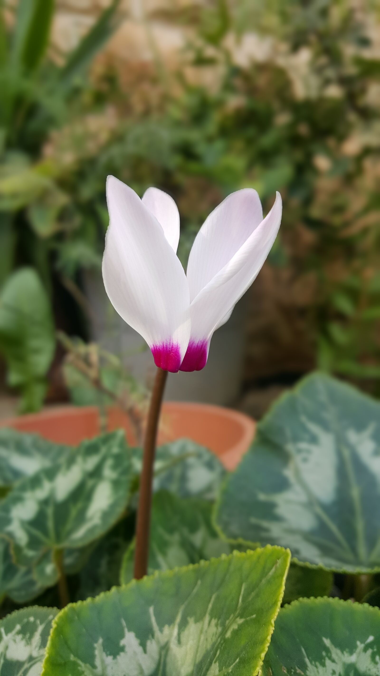 Samsung Galaxy Note5 sample photo. Flower, winter, white photography
