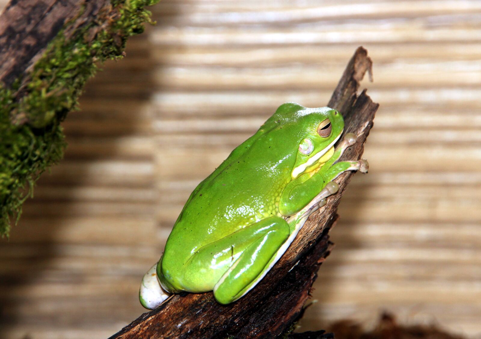 Canon EOS 650D (EOS Rebel T4i / EOS Kiss X6i) sample photo. Frog, litoria, nibe croaker photography